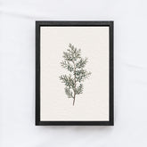 Vintage Coniferous Drawing A72